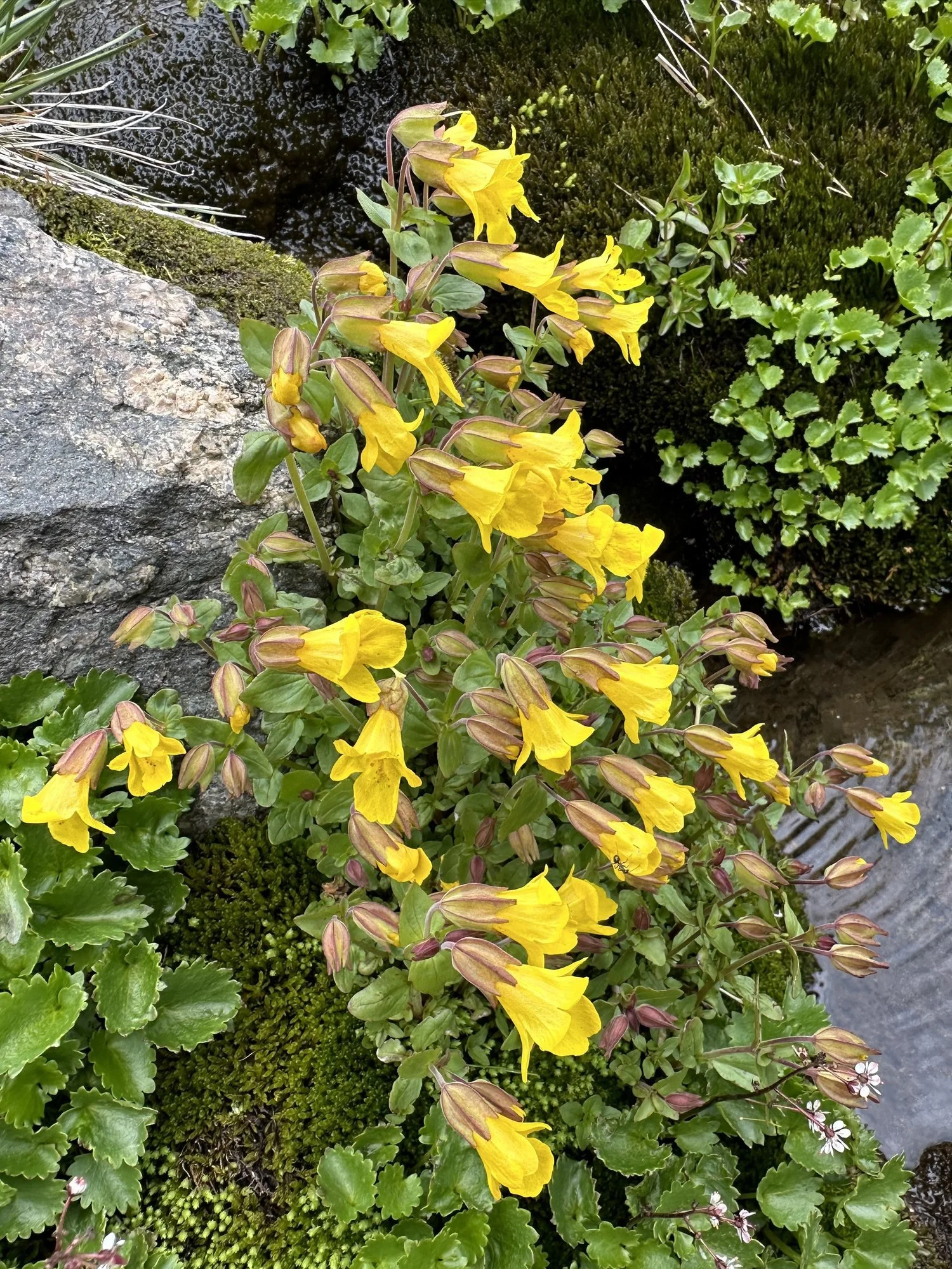 2025 Wildflower Checklist — Independence Pass Foundation